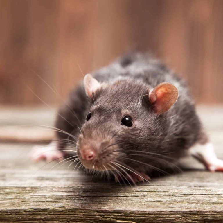 Rats; souris