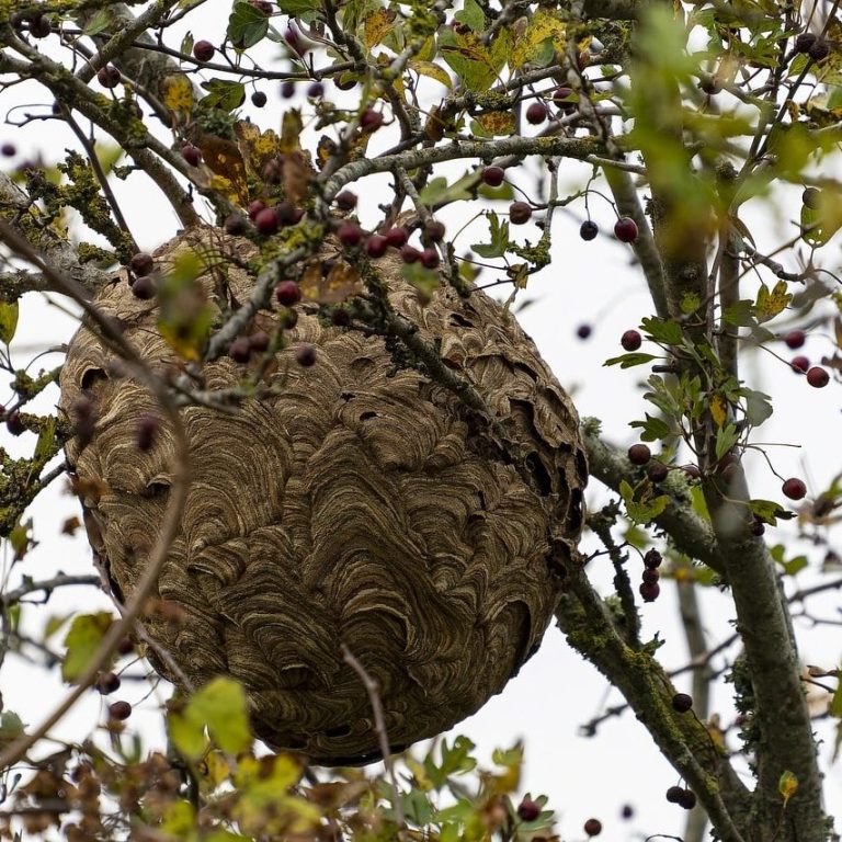 Destruction d'un nid de frelon à La ferté-Macé
