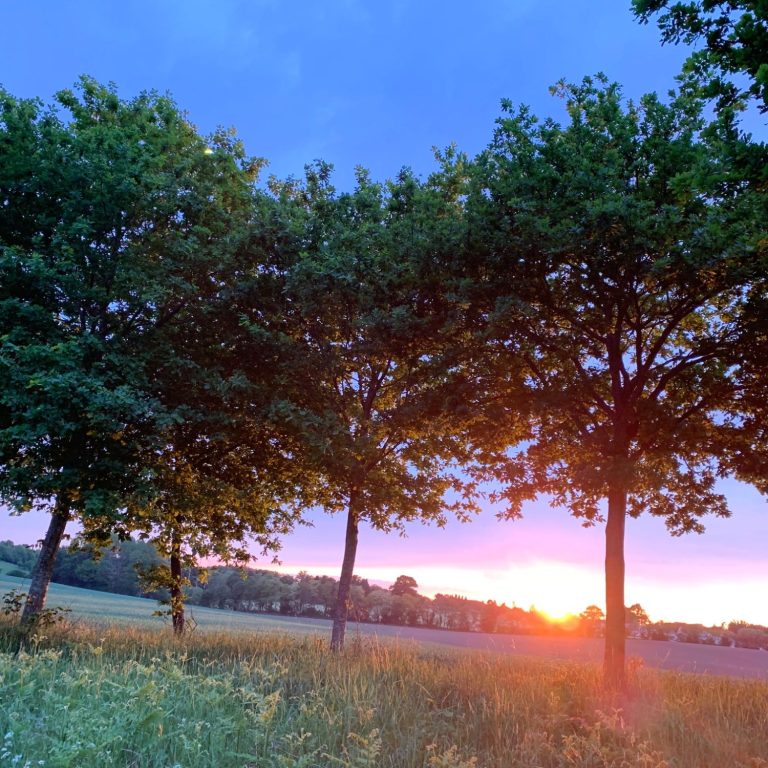 Arbres; arbustes